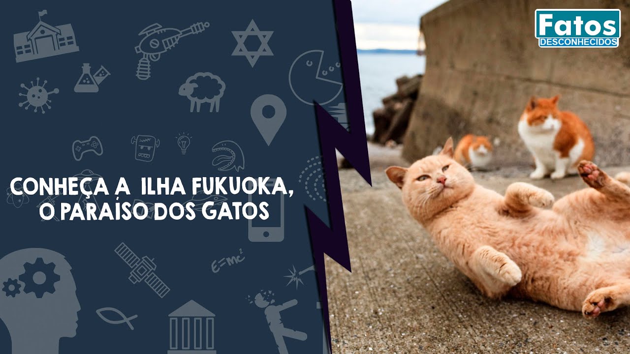 Conheça a  Ilha fukuoka, o Paraíso dos gatos