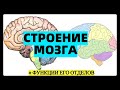 Строение головного мозга человека анатомия ЕГЭ отделы мозга функции