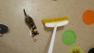 Goldie's Kittens - May 22