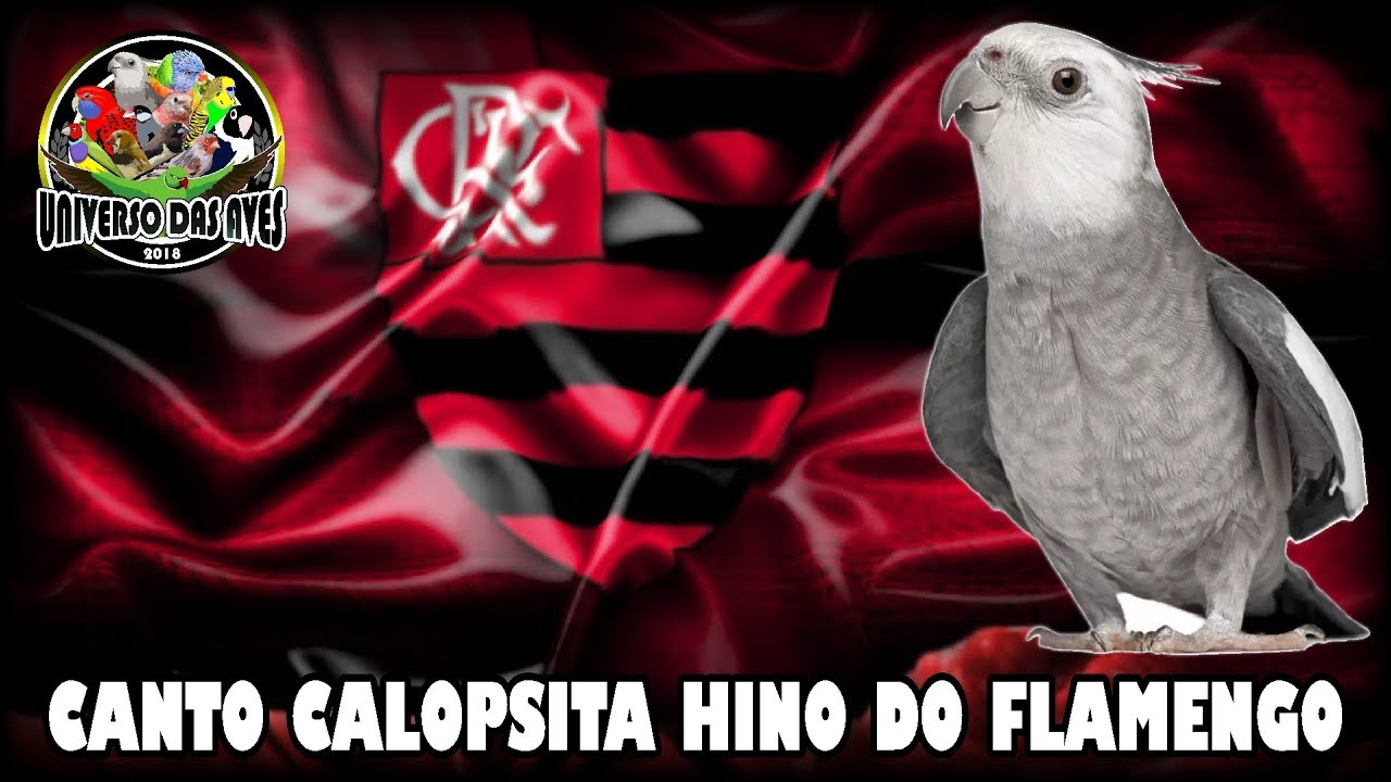 Calopsita Cantando Hino Do Flamengo Mp3 Assobio Calopsita Hino Do Flamengo Ensinar Calopsita Youtube