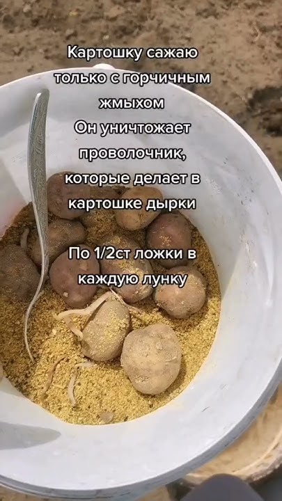 По Ведру Картофеля с Куста! Дармовая Подкормка и Средство от ...