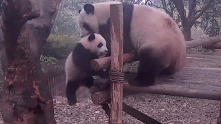 Life lessons, Mama Panda-style(Don't mess with Mama Panda! Panda cubs at a research base in Chengdu, in southwest China's Sichuan Province, were taught several harsh life lessons by ..., 2017-02-18T06:23:54.000Z)