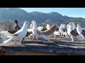 حتا الزين جربته طلع مو زين