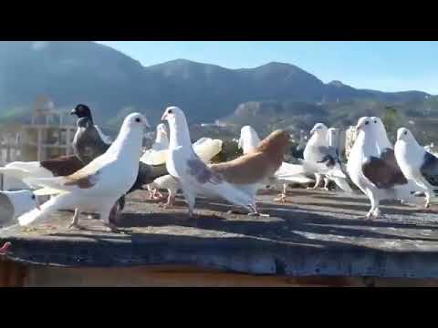 حتا الزين جربته طلع مو زين