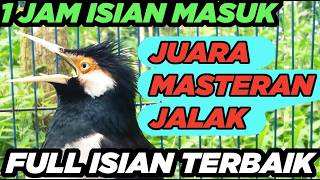 Burung Jalak Suren Macet Bunyi Jadi Gacor Full Isian Suara Unik Kreasi Mewah mantap Full Durasi