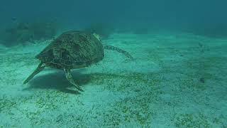 Snorkeling At Balingkasag
