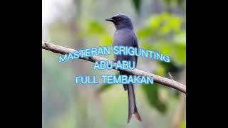 Masteran tembakan durasi panjang burung Srigunting abu-abu berjeda
