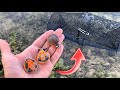 TURTLE TRAP CATCHES COLORFUL BABIES!