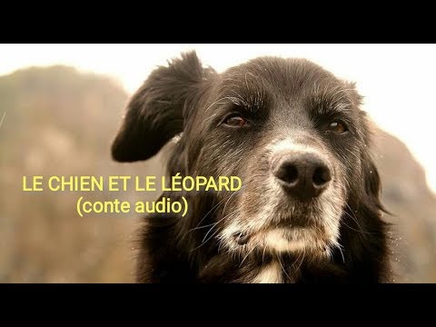 La Ruse Du Vieux Chien Conte Audio Fable Africaine