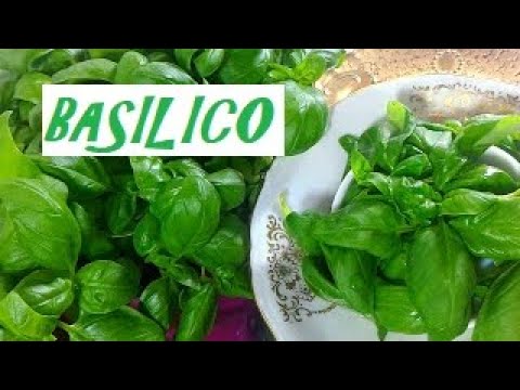 foglia di tulsi per la perdita di peso foglia di tulsi per la perdita di peso