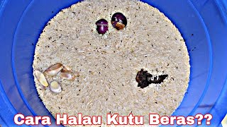 Adakah Bawang Merah dan Asam Keping Berkesan untuk Halau Kutu Beras?