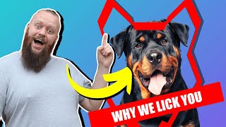 Why ROTTWEILER LICK You