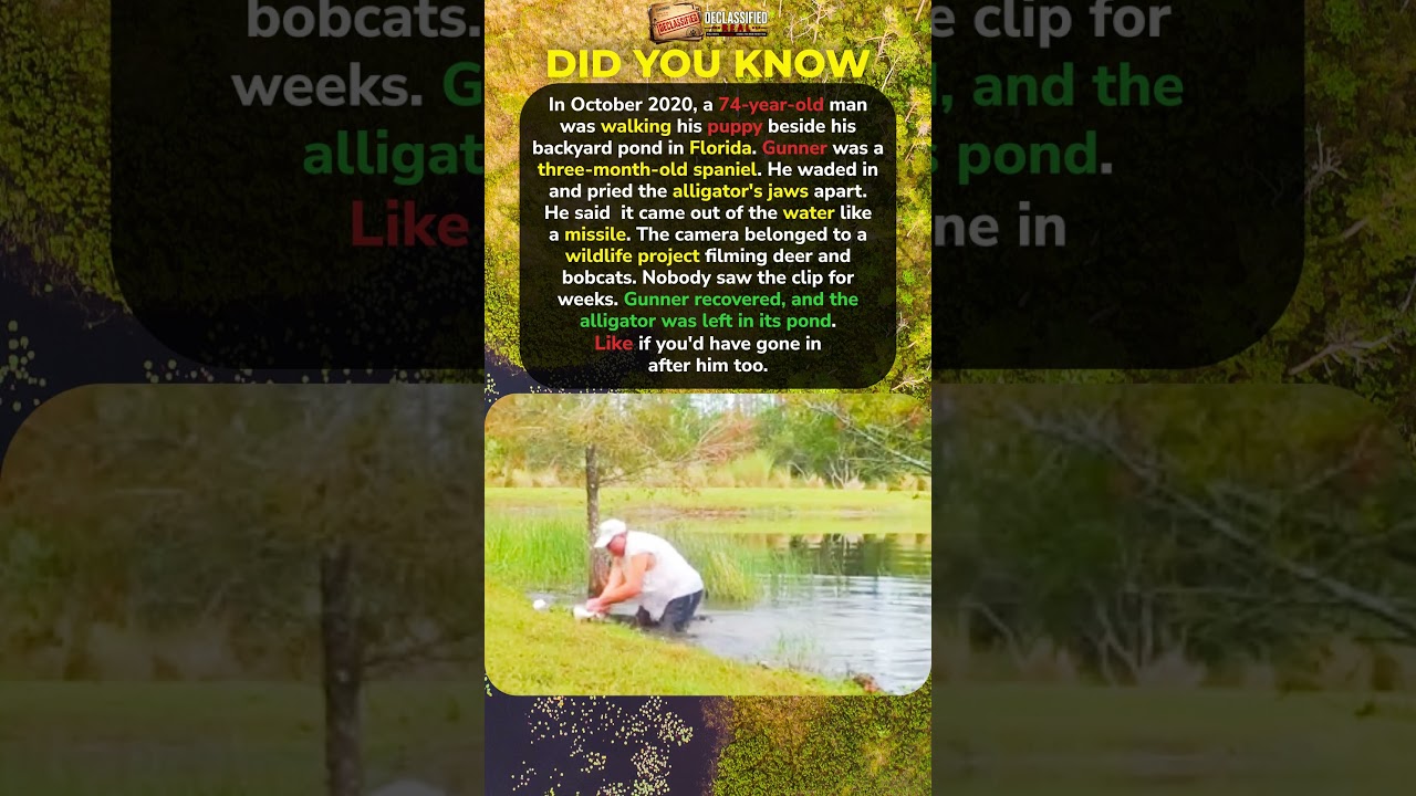 The Gator Pulled His Puppy Under The Water