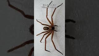 Huntsman Spider One Of The Scariest Spiders