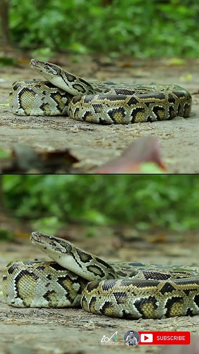 Aggressive attitude of Burmese Python Snake on Ground in Buxa Tiger ...