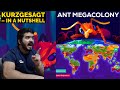 The Billion Ant Mega Colony and the Biggest War on Earth (Kurzgesagt – In a Nutshell) CG Reaction