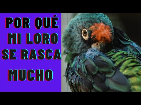 ¿Por qué mi loro se rasca mucho? Descubre por qué tu loro se rasca hqdefault