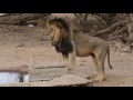 Kgalagadi Lion sightings