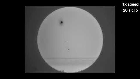 Predator robots help researchers uncover how larval zebrafish rapidly learn