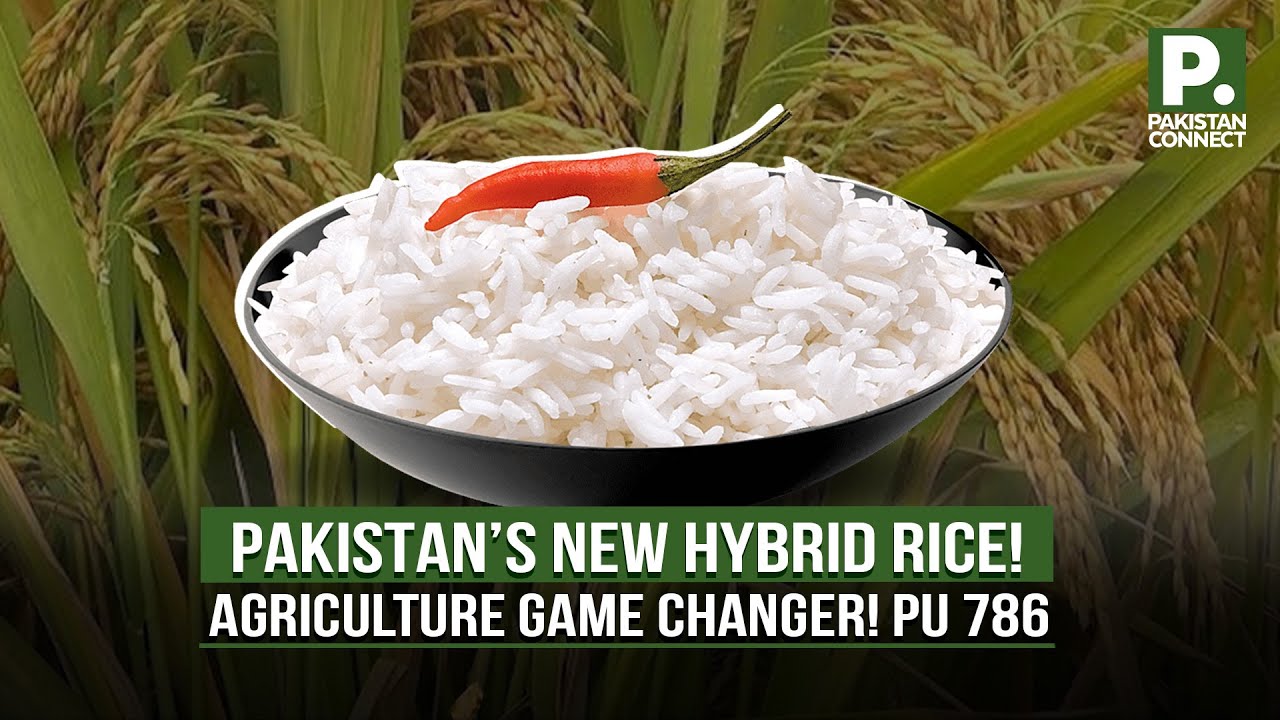 Pakistan’s PU 786 Rice | Lahore | Shahid Hanif | Pakistan Connect