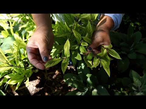 Video: Hydrangea Chlorosis (10 Fotos): Hvordan Man Behandler? Regler For Behandling Af Blade Med Jernsulfat. Hvad Kan Du Ellers Gøre?