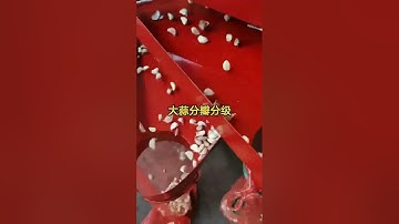 How to Break 2-3 tons Garlic Bulb to Cloves per hour with Garlic Separating and Grading Machine