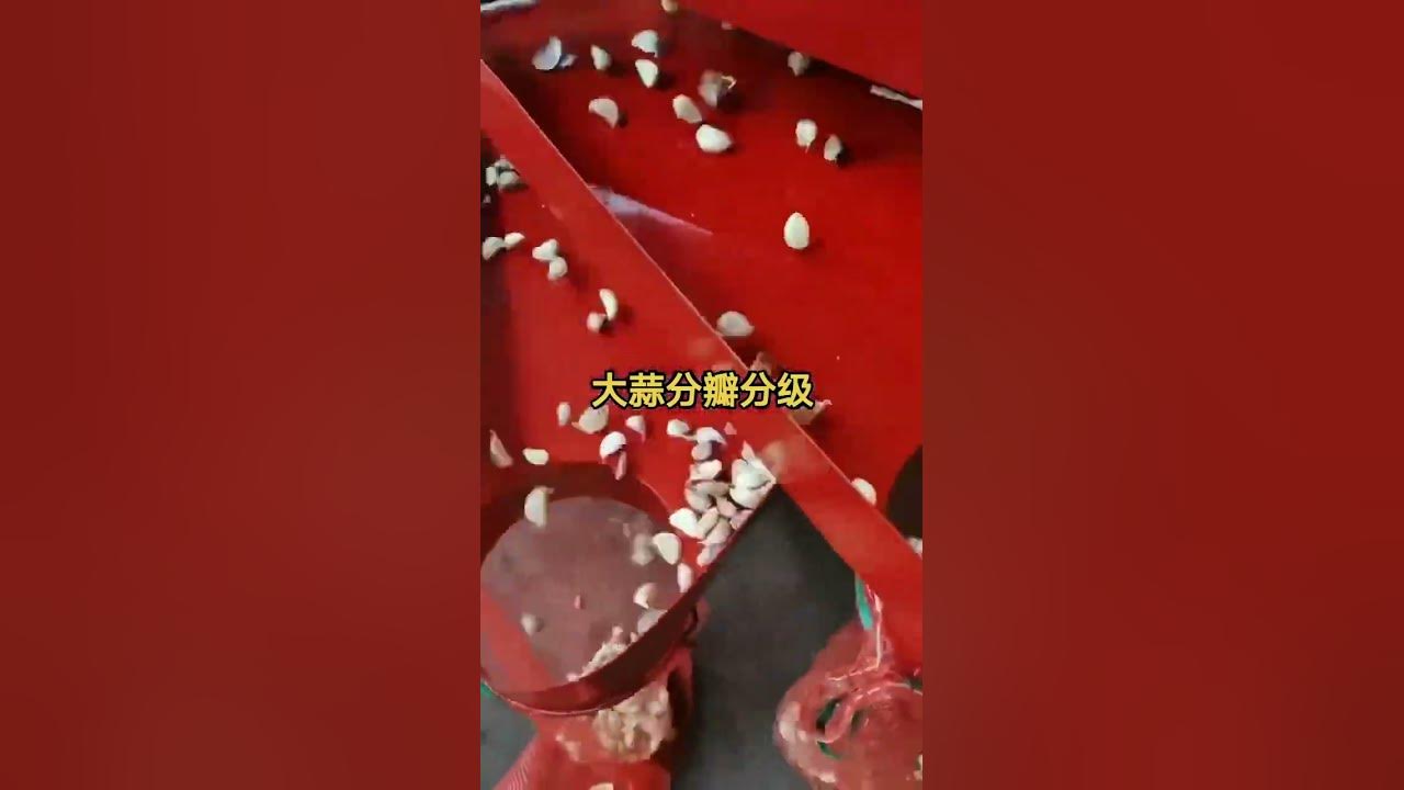 how-to-break-2-3-tons-garlic-bulb-to-cloves-per-hour-with-garlic