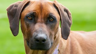 The Perfect Dog for FirstTime Owners  Introducing the Rhodesian Ridgeback