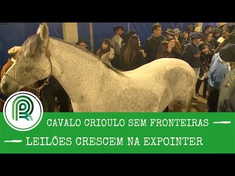 Lance Rural transmite o Cavalo Crioulo na EXPOINTER ao vivo e