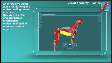 Visual Anatomy - Canine