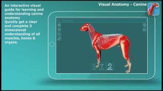 Visual Anatomy - Canine screenshot 4