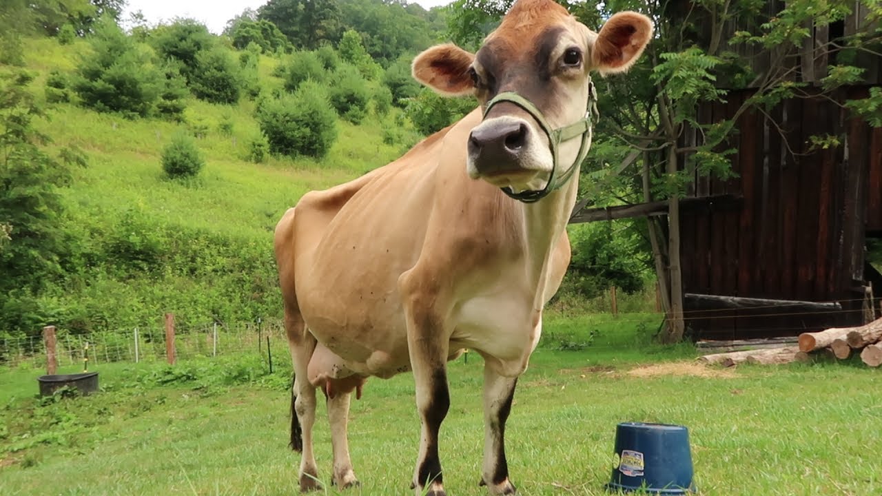 When IS Dolly, Our Jersey Cow, Going To Calve?!!!