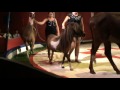 Animaux du cirque Buffalo Circus - Saint-Tricat 2016