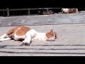 幸せってこういうことを言うんだろうな…。