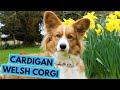 Cardigan Welsh Corgi - TOP 10 Interesting Facts の動画、YouTube動画。