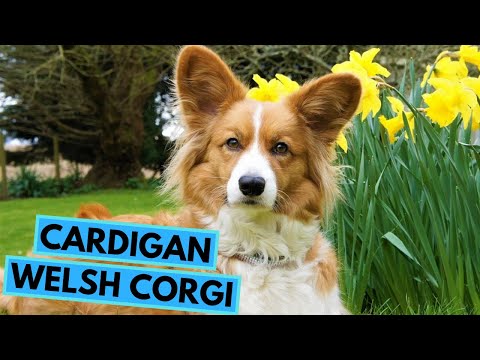 Wideo: 5 Zabawnych Faktów Na Temat Cardigan Welsh Corgi