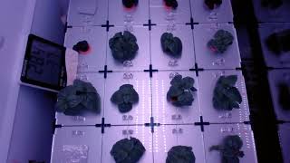 Рост салата и базилика в автоматизированной установке фито слим