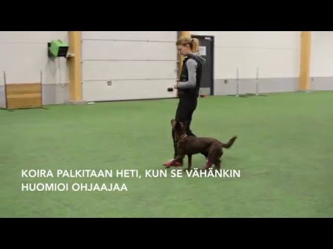 Video: Tutkijat Kouluttavat Koiria Haistamaan Munasarjasyövän Varhaiset Merkit