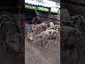 Porco caipira