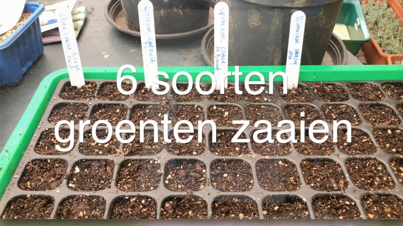 Ini's Moestuin #174  februari: 6 groenten zaaien oa, peulvruchten, sla, knolselderij, prei, spinazie