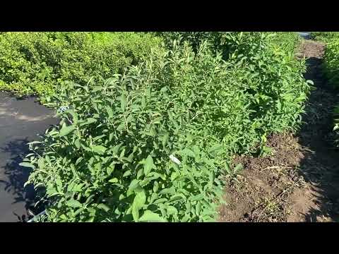 Где лучше посадить жимолость. Как влияет на рост куста жара и засуха