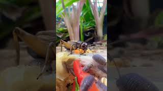 My Huge Multi-Species Vivarium