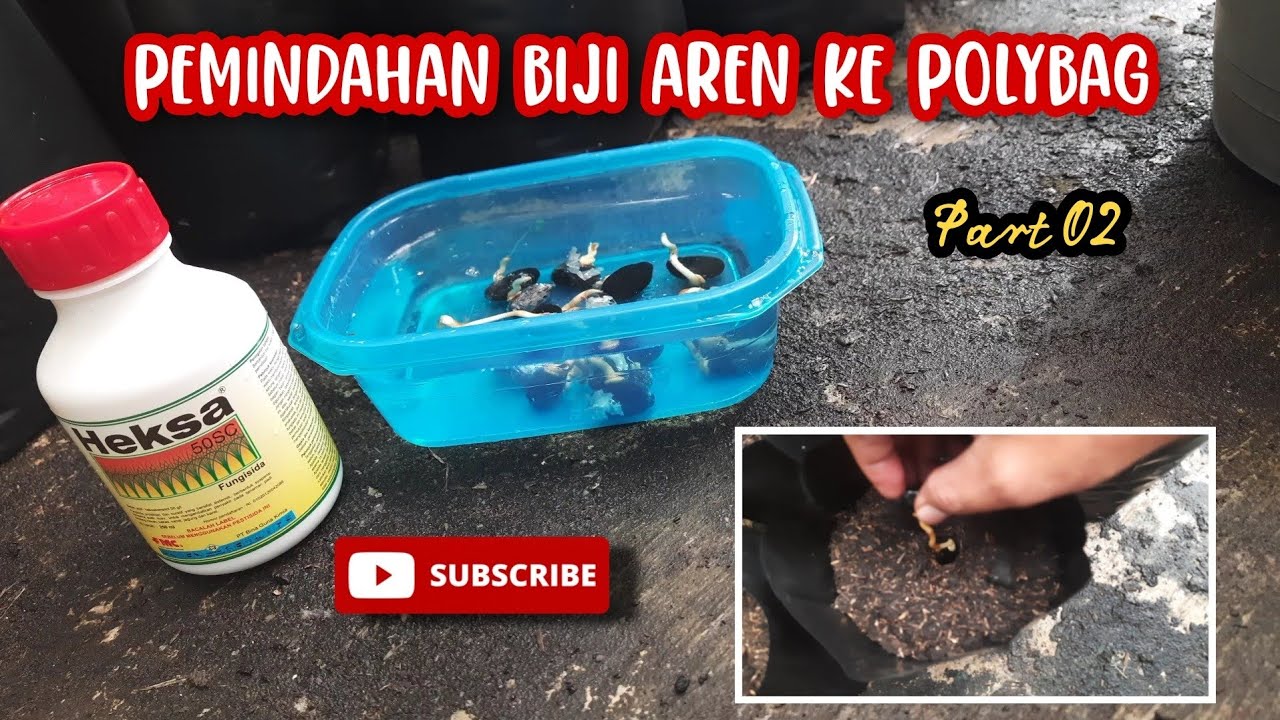 PEMINDAHAN BIJI AREN KE POLYBAG | PEMBIBITAN AREN GENJAH PART 02