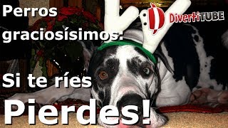 Perros graciosísimos: Si te ríes pierdes!