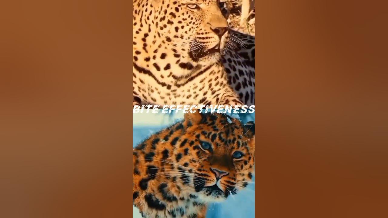 who would win#amur leopard vs African leopard - YouTube
