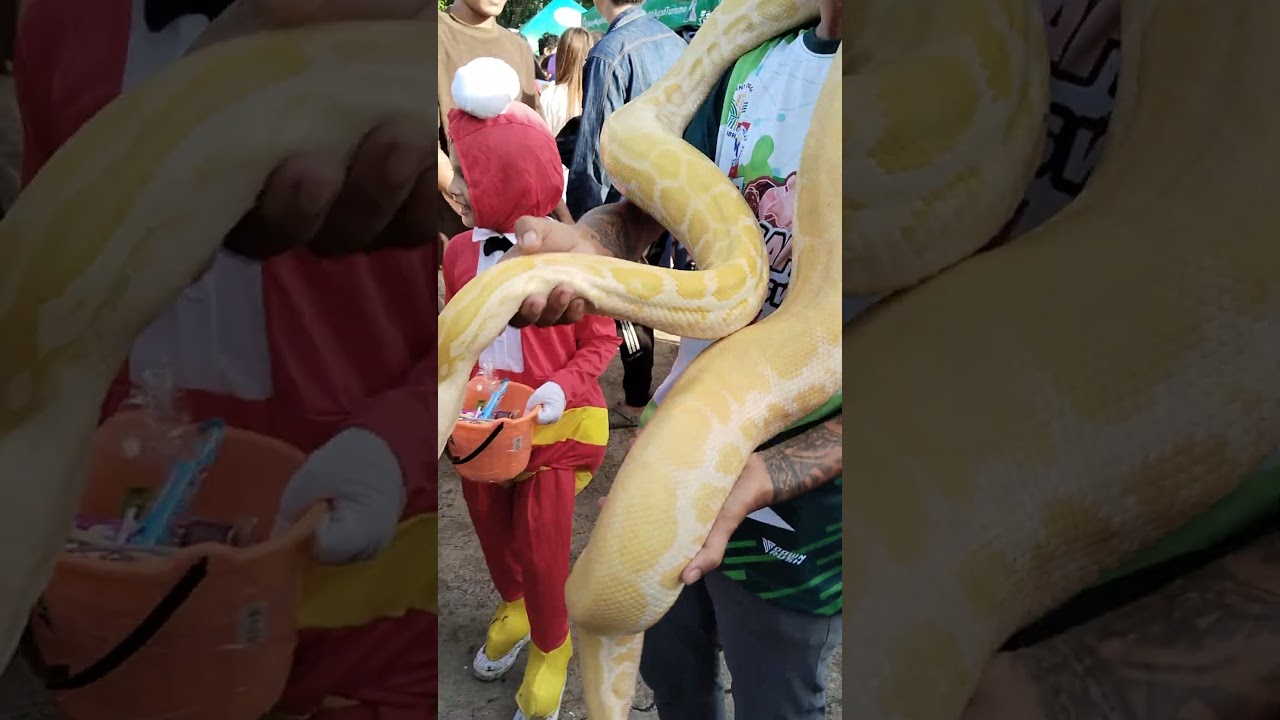 Trick or treat with a twist snake🐍 😬