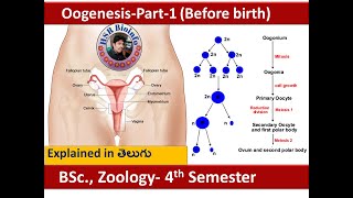Oogenesis | Gametogenesis | Embryology| Female reproduction | How egg cells are produced | HSR Bioin