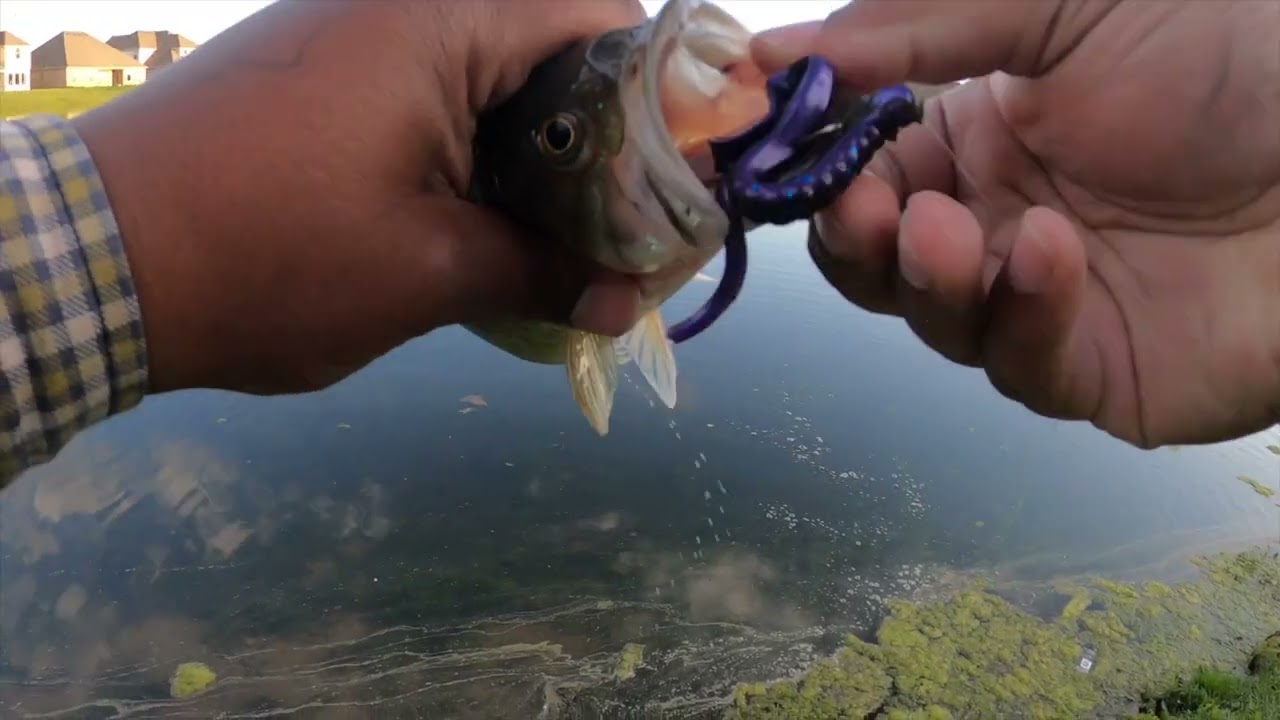 When In Doubt Frog It Out! || Pond Fishing || South Louisiana Bass Fishing