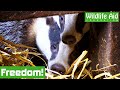 ORPHANED baby badgers get a second chance in the WILD!