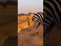Nature’s Ruthless Selection #minicamera #animals #wildlife